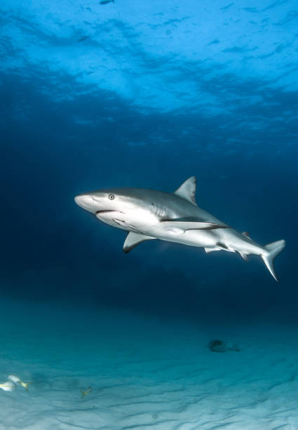 istock Caribbean reef shark at the Bahamas 1017306218