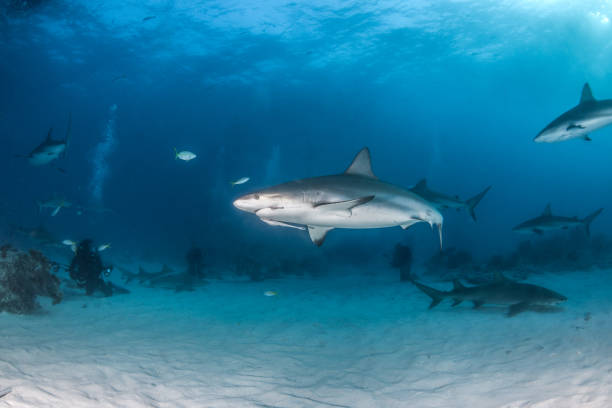 istock Caribbean reef shark at the Bahamas 1017306424