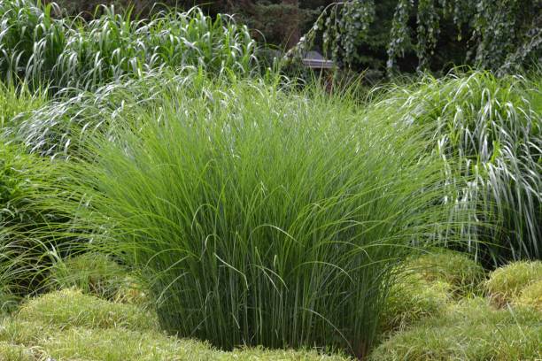 ornamental de hierbas en el sol - en primer plano el miscanthus chino 'gracillimus' - maiden fotografías e imágenes de stock