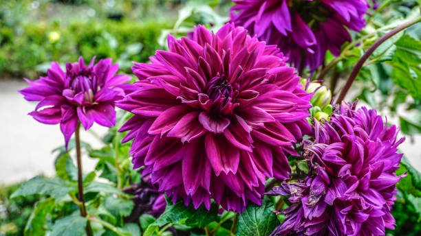 istock Dahlia Lavender Perfection closeup 1 1017320370