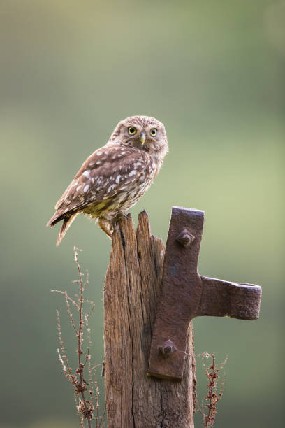 Female Little Owl stock photo