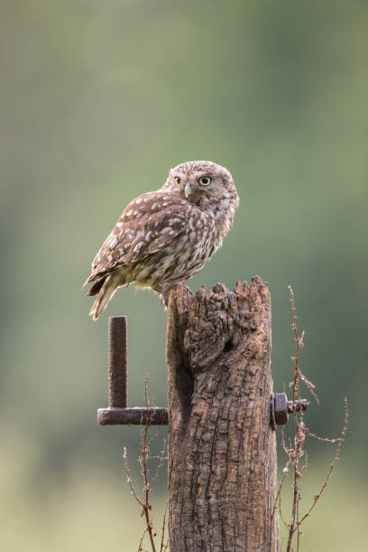istock Female Little Owl 1017322744