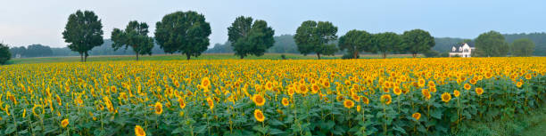 panorama de campo de girasol - sunflower landscape flower field fotografías e imágenes de stock