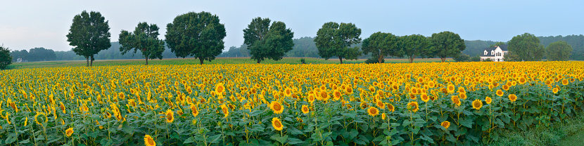 Sunflower field panorama.  Photo by Bob Balestri, dba Joesboy