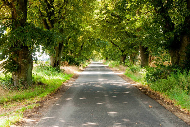 istock a road among old beautiful trees 2 1017323002