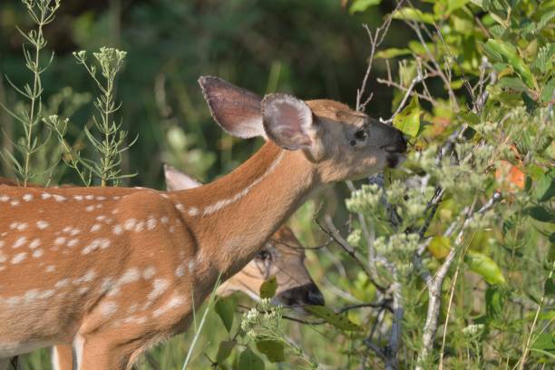 White Tail Deer Fawns - III Two white-tailed deer fawns feeding on tree on the  assateague island national seashore.  Photo by Bob Balestri dba Joesboy assateague island national seashore photos stock pictures, royalty-free photos & images