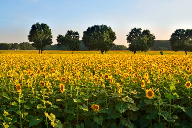 sonnenblumenfeld landschaft sonnenuntergang - sunflower field scenics landscape stock-fotos und bilder