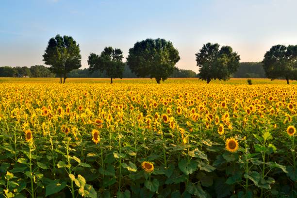 Sunflower Field Landscape Sunset Sunflower field landscape at dusk. Photo by Bob Balestri, dba Joesboy august photos stock pictures, royalty-free photos & images