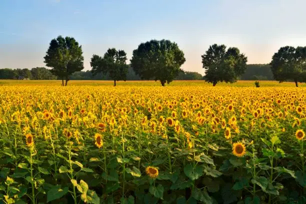 Photo of Sunflower Field Landscape Sunset