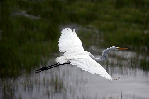 A Great Egret, Ardea alba, lifts off from a marsh in the Assateague Island National Seashore life of the marsh natural area,