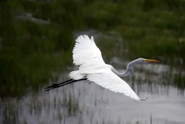 Photo of Great Egret Liftoff