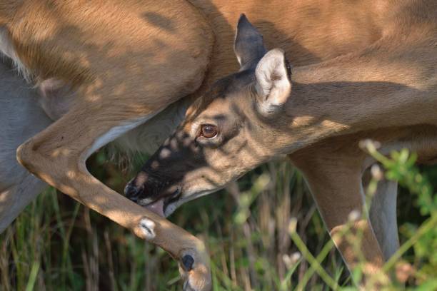 White-tailed Deer Doe Licking Leg A White-tailed deer doe on the  assateague island national seashore licks her leg to rid herself from fleas and ticks,  Photo by Bob Balestri dba Joesboy assateague island national seashore photos stock pictures, royalty-free photos & images