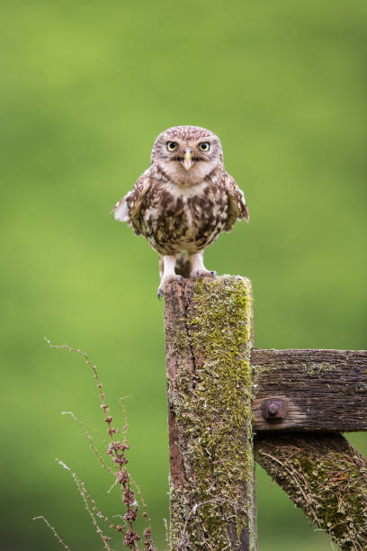 istock Male Little Owl 1017325988