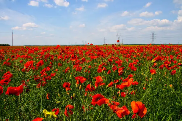 red poppies on a rural field