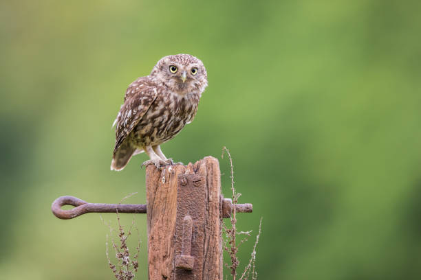 istock Female Little Owl 1017328690
