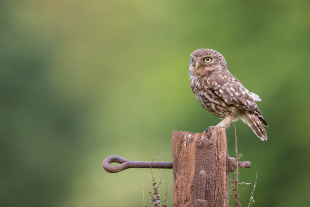 istock Male Little Owl 1017328742
