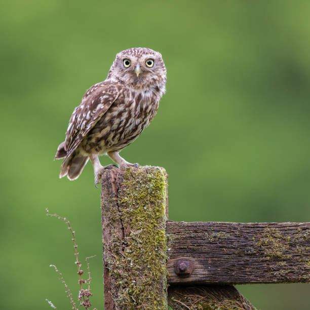 Little Owl Stood On A Post With Pink Campion Wild Flower In The Foreground