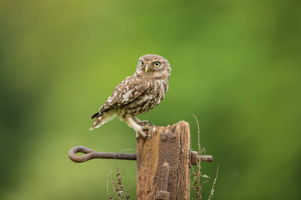 istock Male Little Owl 1017333150
