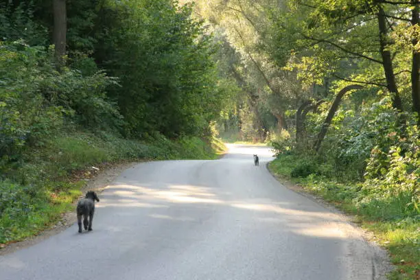 the dog and the cat went out for a walk