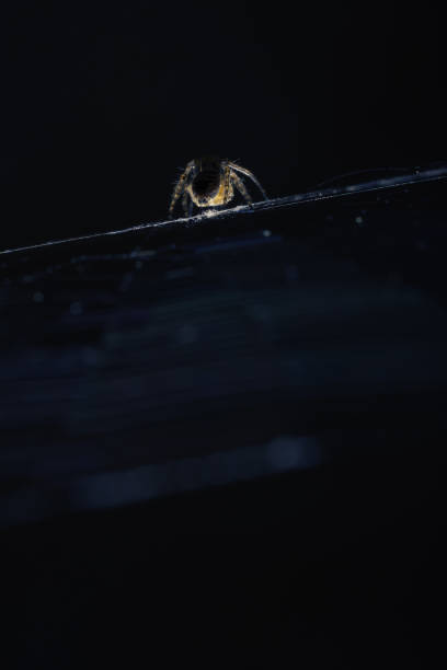 istock Closeup of spider on the web lit from below 1017333732