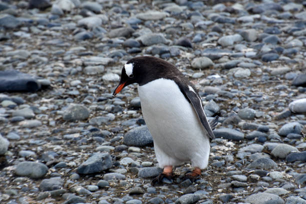 istock Penguins and wildlife in polar regions 1017333792