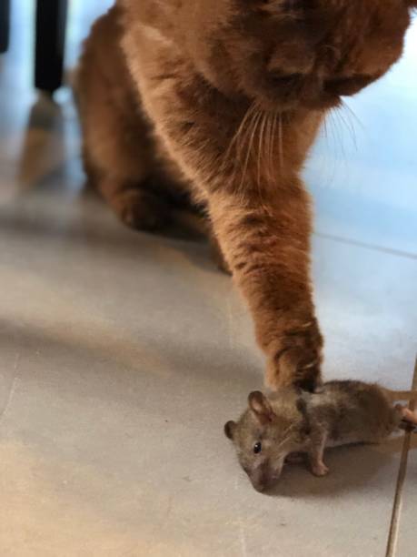 istock predator cat - cat and mouse british shorthair 1017338502