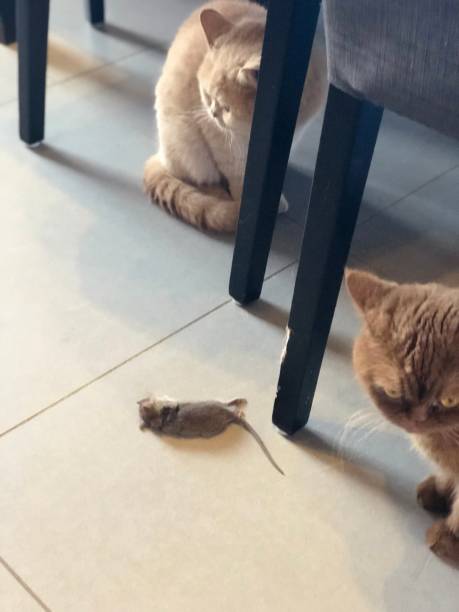 istock predator cat - cat and mouse british shorthair 1017338506
