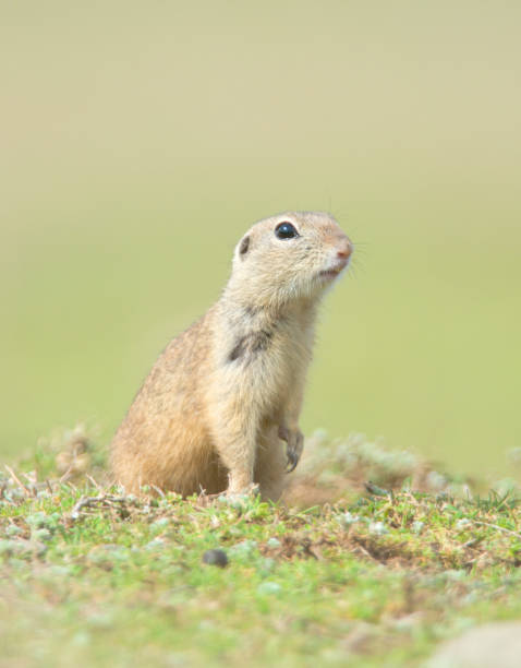 istock prairie dog on field in summer 1017343498