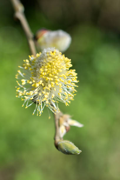 istock Tree bloom blossom beautiful flowers in spring 1017343534