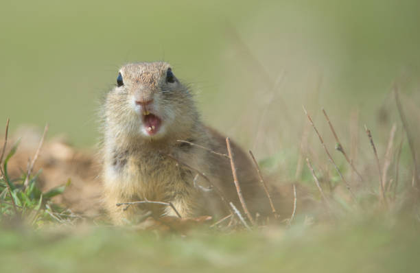 istock prairie dog on field in summer 1017343574