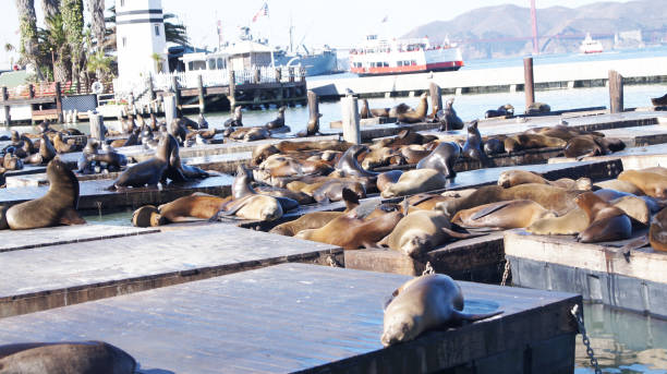 istock Sea Lions By Pier 39 San Francisco Bay Waterside 1017350214