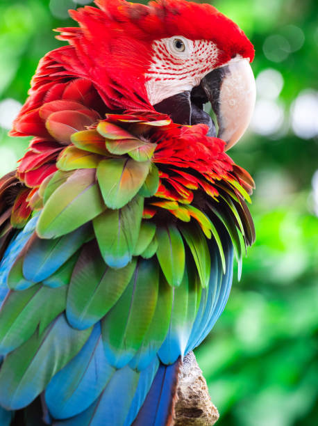 นกแก้วมาคอว์ - scarlet macaw ภาพสต็อก ภาพถ่ายและรูปภาพปลอดค่าลิขสิทธิ์