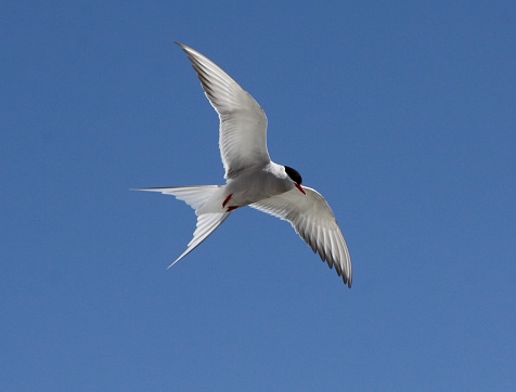 Arctic Tern in flight over Iceland
