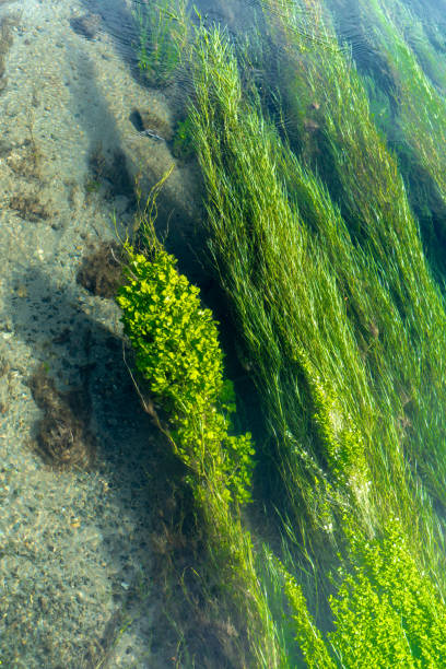 istock Clean and green pure water river flowing over water vegetation 1017362370