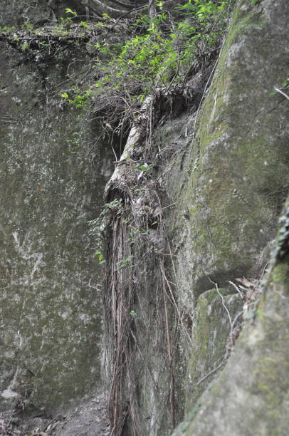 istock The Rock Face, Carnarvan Gorge, Queensland 1017370038