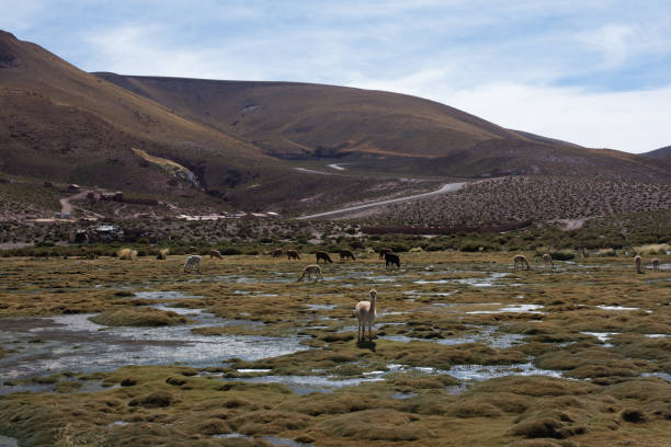 istock San Pedro de atacama Chile and geysers 1017375454