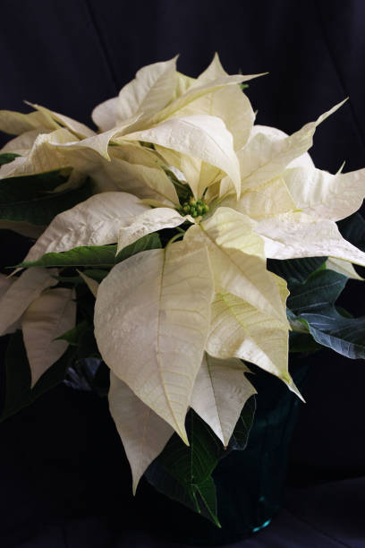 istock Holiday White Poinsettia 1017380236