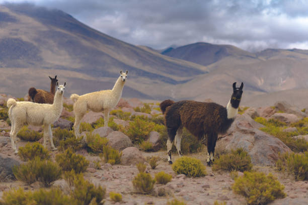 istock San Pedro de atacama Chile and Toconao 1017384642