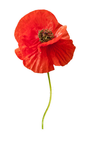 istock Beautiful wild red poppies isolated on a white background. 1017387480