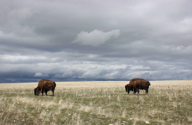 istock Bison of Antelope Island 1017387826