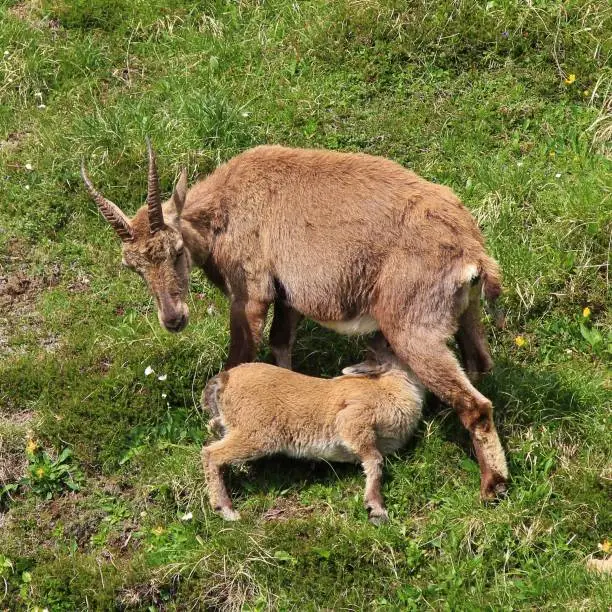 Rare wild animals living in the Alps. Female alpine ibex feeding her baby.
