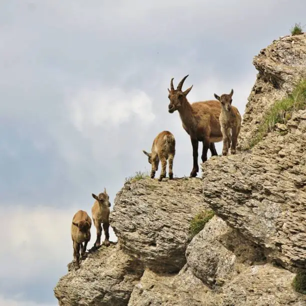 Alpine ibex family photographed on Mount Niederhorn, Switzerland. Rare wild animals living in the Alps.