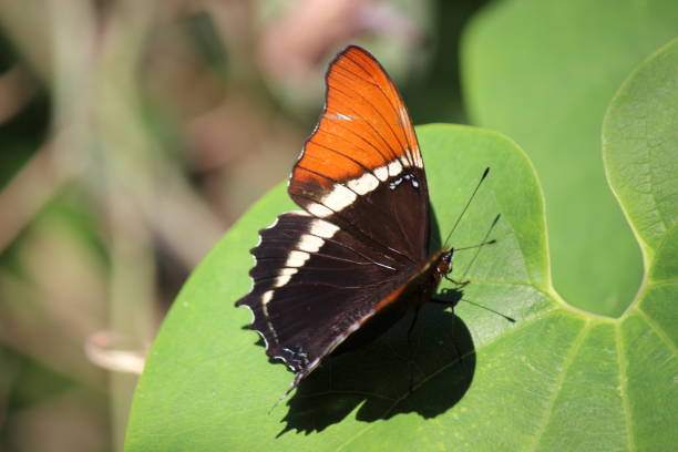 istock Orange and brown butterfly 1017392736