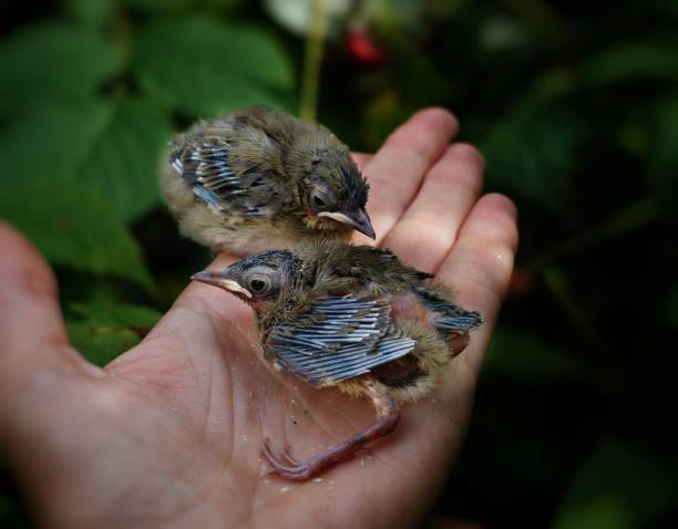 istock Chicks in the palm of your hand 1017392792