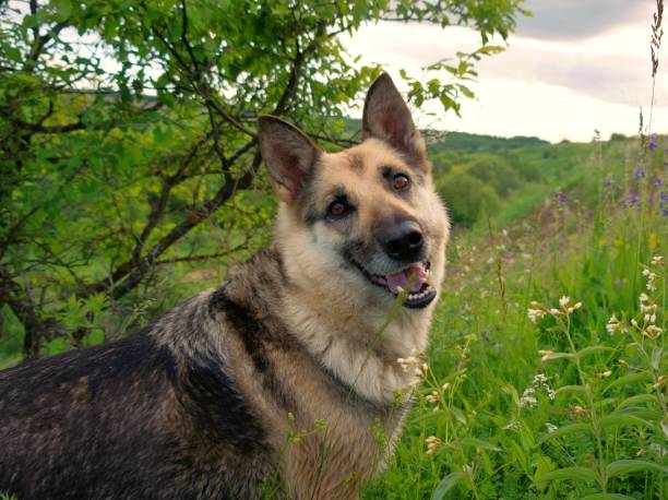 istock The dog smiles 1017394182