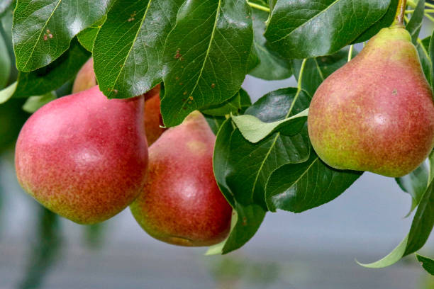 istock Red and green pears hanging from a tree 1017395134