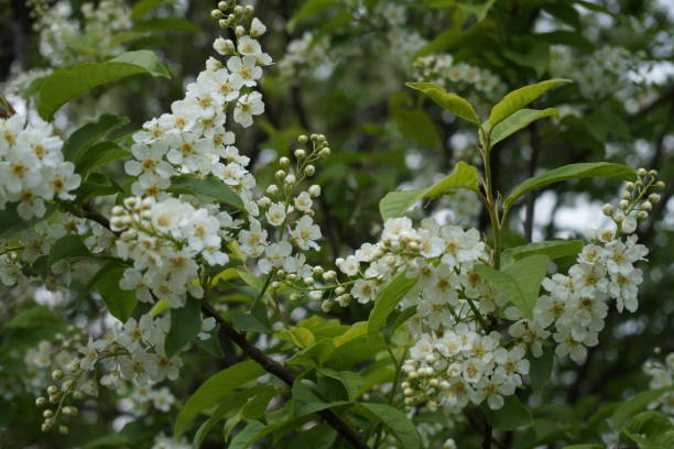istock Flowers of bird cherry on a branch 1017398008