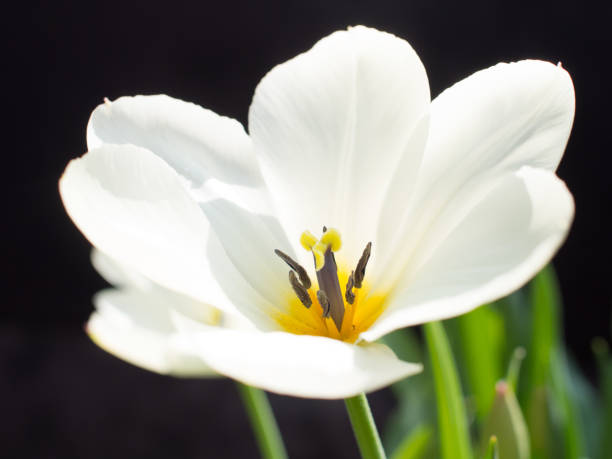 istock Garden Flower Close-Up 1017398128