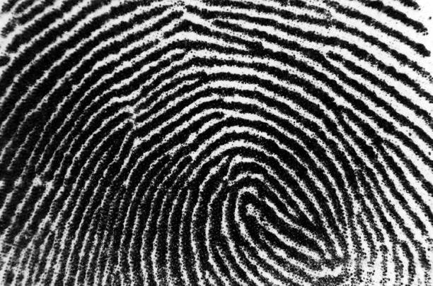 istock fingerprint background, animal print 1017405410