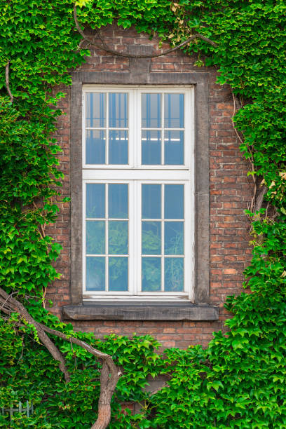 istock An old window in a brick house and a thick vine on the wall 1017408102